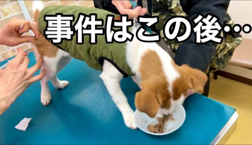 注射の後、予想もしない事件が起きた［しゃべる犬 ジャックラッセルテリア］