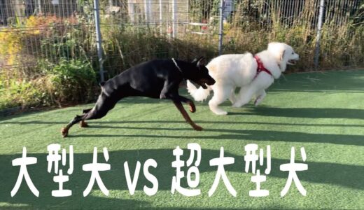 【面白い】自分より小さい大型犬にめちゃめちゃビビる超大型犬の子犬｜グレートピレニーズ