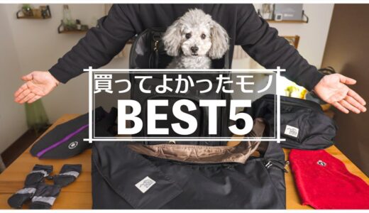 🐶犬を愛し過ぎた飼い主が、最近愛犬のために買って良かったモノ５選【トイプードル】