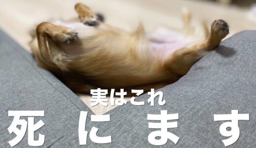 飼い主の多くが知らない犬が死んでしまう出来事