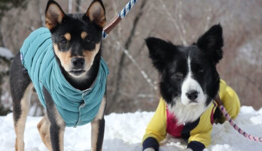 犬と雪山が最高すぎた!!!