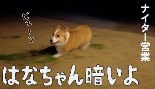 夜間も長男の見送りはかかせないコーギー犬