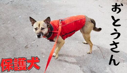 保護犬アッチャンが「お父さん大好きすぎる・・」振り向く笑顔にメロメロ