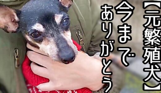 繁殖犬から家庭犬としての一歩を踏み出した八重ちゃん、里親さまの元での初日の様子をお届けします♪