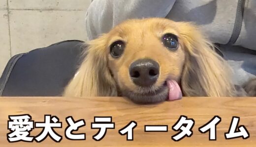 【犬用おやつ】スイートポテトを作って一緒にティータイムを楽しみました【カニンヘンダックスえびすの日常】