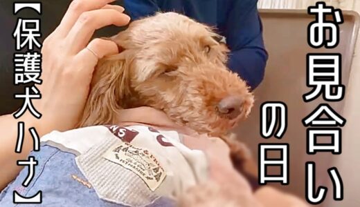 譲渡が白紙になってから４ヶ月。繁殖犬ハナ、いよいよお見合いの日♪