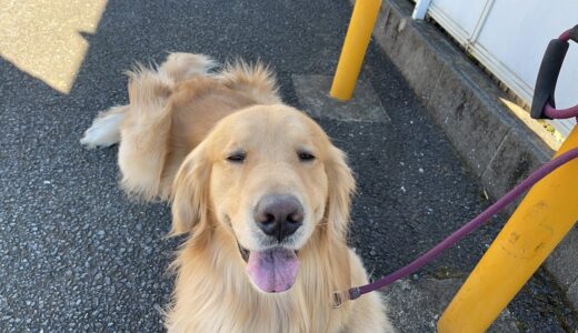 今日はなんとローソン犬！？