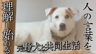 【保護犬】元野犬のウォンカが佐野勇斗の言葉を理解し始めました【元野犬と共同生活】