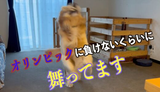 ゴールデンレトリバーは大人しい犬だ、と思ってたら大間違いです。ゴールデンレトリバーのれお