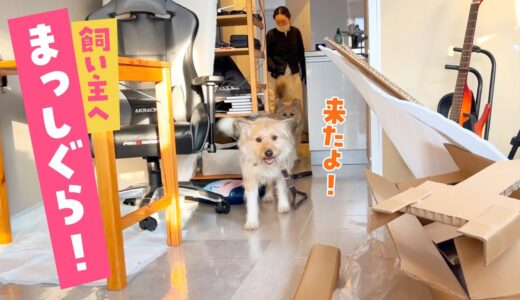 仕事場に来た犬、飼い主めがけて走ってきてくれてうれしい