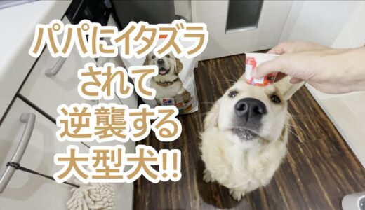 パパにイタズラされて逆襲する大型犬！ゴールデンレトリバーの子犬ティト。