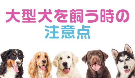 大型犬を飼う時の注意点