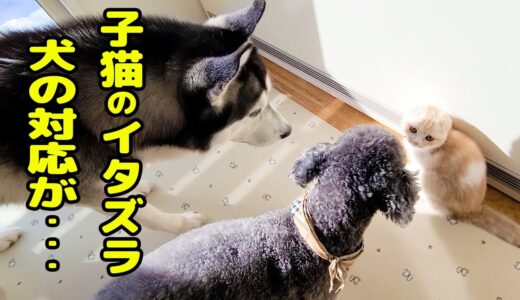 子猫のイタズラを怒ったらハスキー犬の対応がまるで人間だった...笑