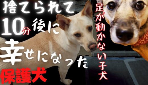 【保護犬】足が麻痺した子犬…10分で幸せになった話