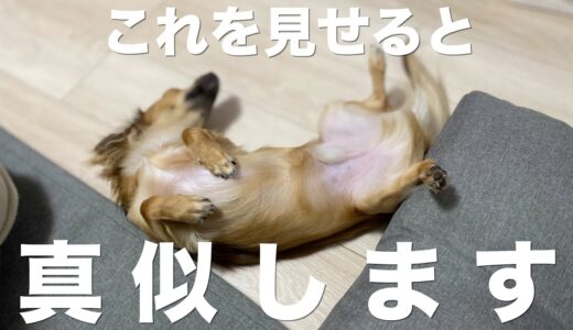 犬に見せると真似する行動