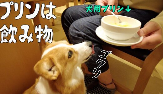 生まれて初めてプリンを食べた犬の食べ方に納得【コーギー犬】