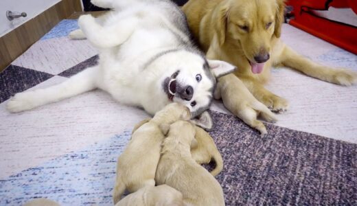 初めて８匹のゴールデンレトリバーの子犬に会って、嬉しすぎたハスキー犬