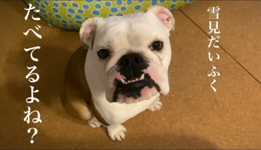 「食べられない」と言っても諦めきれない妹犬が兄犬に近寄りとった行動とは？？