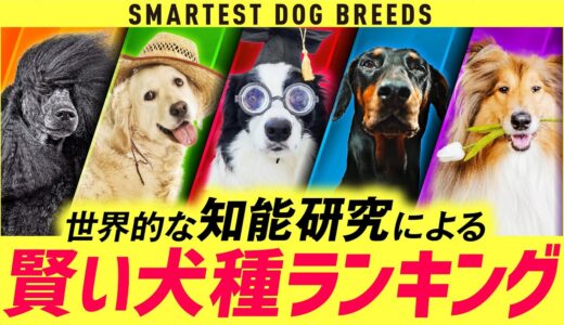 【飼うのが難しい？】❤️賢い犬種ランキング20