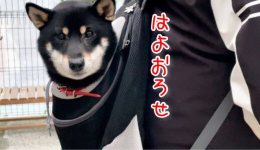 柴犬を犬用リュックに入れてみたら可愛い！笑