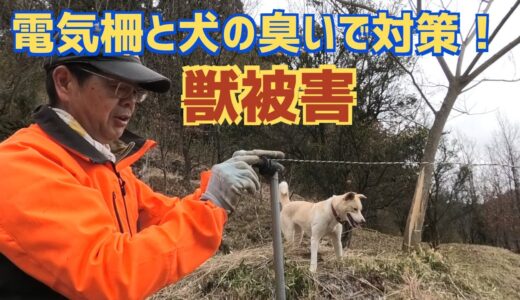 鹿に畑を荒らされる！電気柵と犬の臭いで対策！