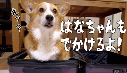 【至れり尽くせり】犬のための大満足お宿【コーギーと旅行】