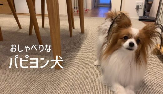 おうちシャンプーするとおしゃべりが止まらないパピヨン犬 #27