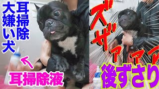 耳掃除を察知して秒で後ずさる犬w