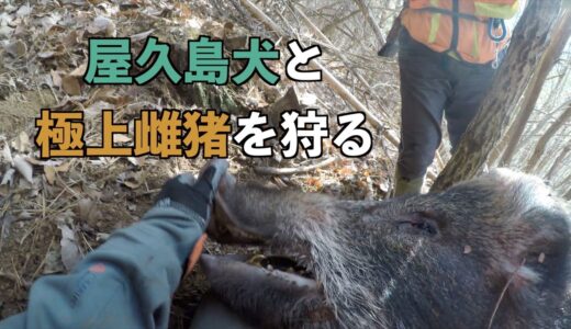 #10　屋久島犬と極上雌猪を狩る