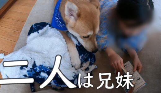 犬を飼うことは家族が増える事