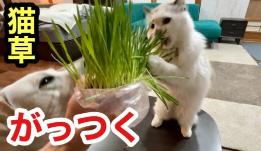 猫草を野獣のように食す犬と猫は無邪気でした