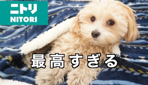 ニトリの犬用グッズがお気に入りすぎて取り合いになっちゃう犬たちw【犬グッズ】