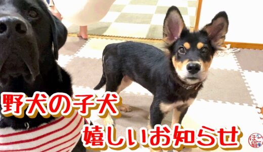 【子猫　子犬　保護犬　保護猫】 野犬の子犬カカオ君　嬉しいお知らせ