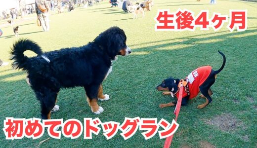 ドッグランデビュー早々に大型犬達と戯れる生後4ヶ月の子犬