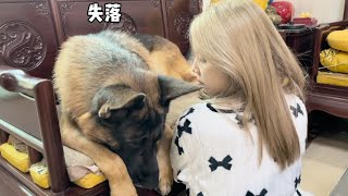 养大型犬有多卑微