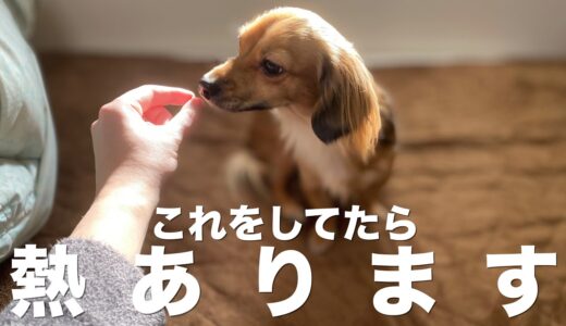 犬に熱がある時に見せる行動