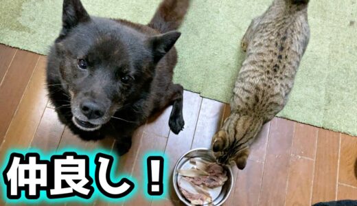 犬と猫に鹿の肩甲骨をあげた