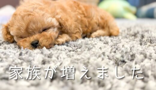 最後50日の仔犬と母犬