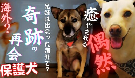 【保護犬】可愛い兄妹犬の「奇跡のハグ」再会！？ライブの裏側すべて見せます