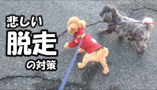 犬が脱走しても安心グッズをパパに見せたら…ｗ