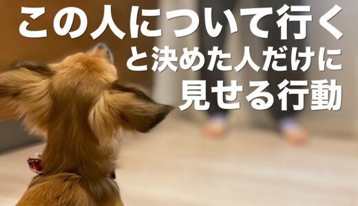 犬がついて行くと決めた人にしか見せない行動