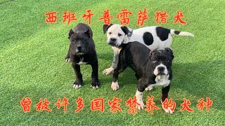 阿龙专业繁殖西班牙猎犬，几个月幼犬性格都这么凶狠，长大还得了