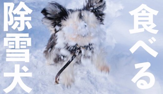 【犬と子ども】なぜか雪を噛み砕きたい犬【シュナウザージジトト】