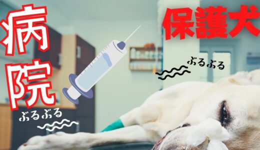 【保護犬】動物病院へ震えが止まらない！？