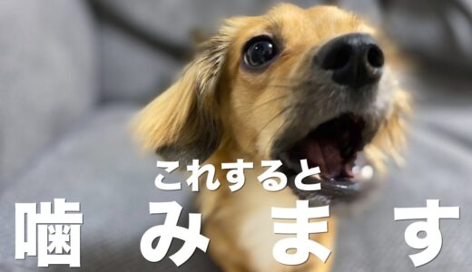 犬に噛まれる人の特徴