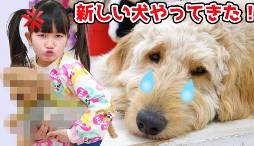 家に4匹目の犬がやってきた！ナナちゃんの反応は？教育 – はねまりチャンネル