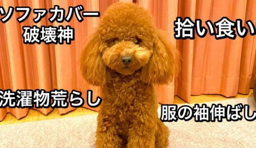 【STOP衝動飼い】犬を飼う大変さを教えます。