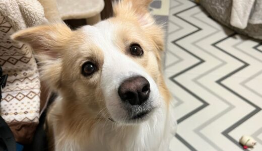 目が合うたびに笑いかけてくれる犬が尊い…🙏【ボーダーコリー】