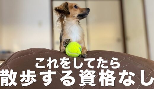 犬の散歩で絶対してはいけないこと