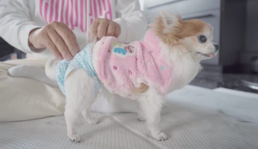 毎朝老犬のオムツを外す瞬間色んな意味でドキドキが止まらないｗ